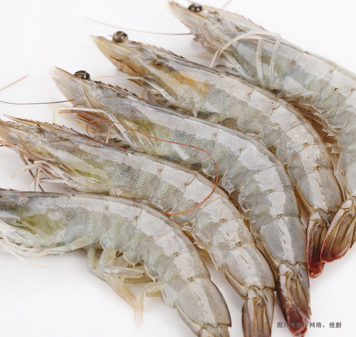 進口厄瓜多爾南美白蝦清關資料