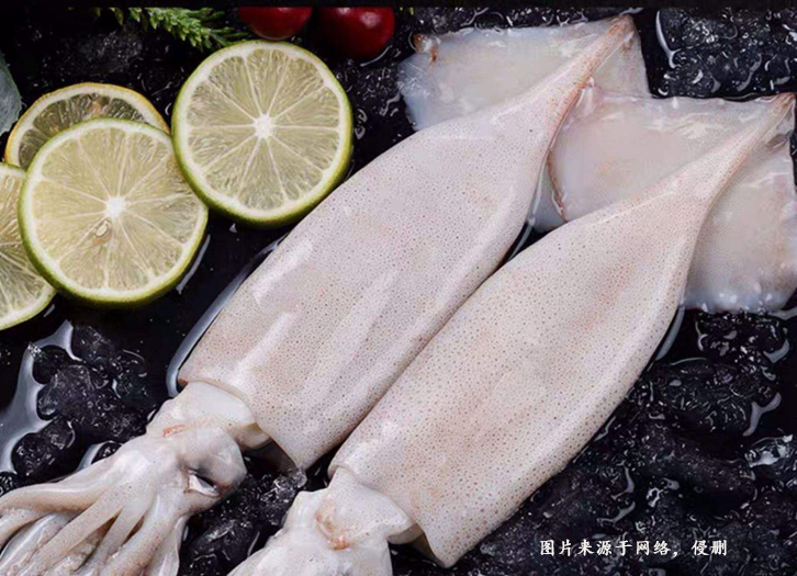 巴基斯坦魷魚進口報關(guān)資料