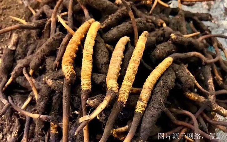 安徽進(jìn)口印度中藥材報(bào)關(guān)流程