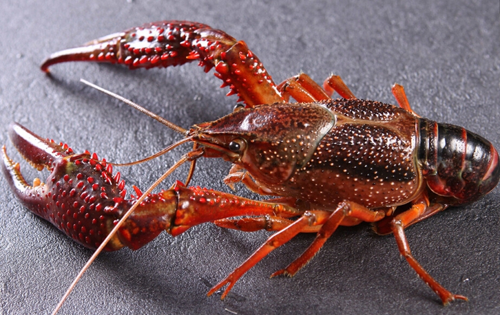 鮮活龍蝦進口報關流程