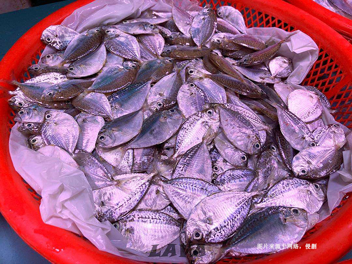 佛山南海冷凍葉子魚(yú)進(jìn)口報(bào)關(guān)流程