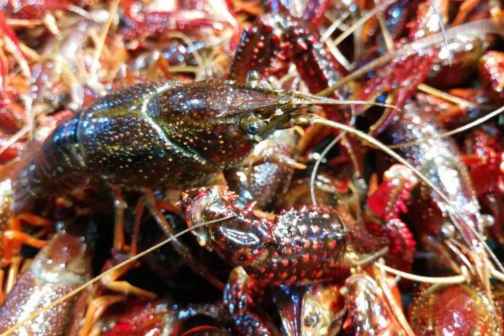 鮮活小龍蝦進口清關(guān)