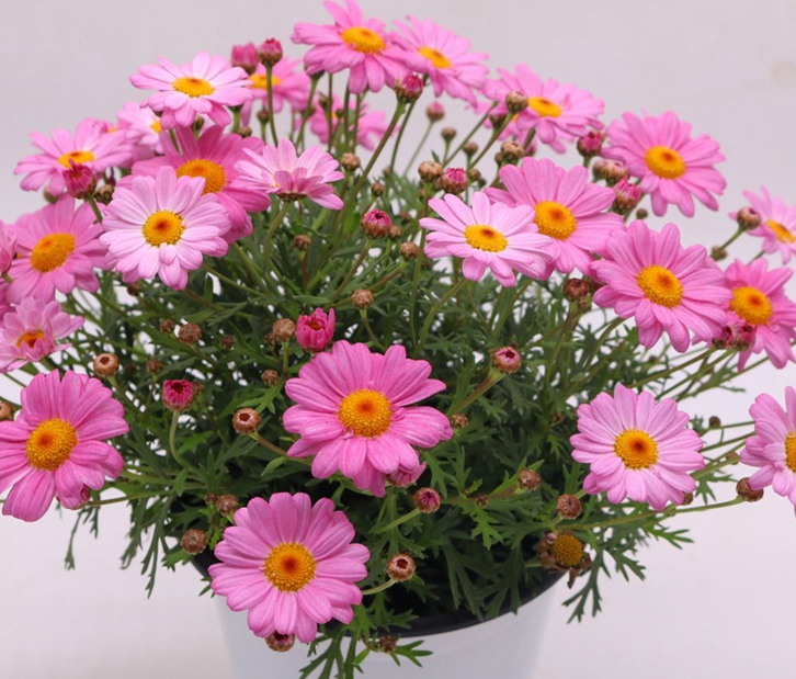 廣州花卉進口報關(guān)資料