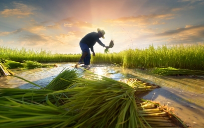 進(jìn)口越南大米