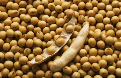 大豆進(jìn)口報(bào)關(guān)報(bào)檢流程_一般貿(mào)易進(jìn)口大豆-高效通關(guān)