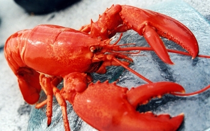 進口冷凍龍蝦清關是如何操作的，操作流程看這里