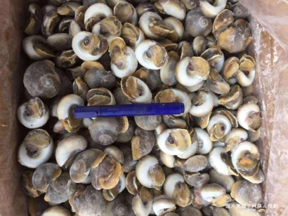 深圳冷凍海螺肉進口報關資料-5分鐘看懂水產品通關