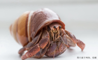 廣州進口摩洛哥椰子蟹報關(guān)流程_螃蟹進口清關(guān)資料