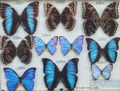 進(jìn)口蝴蝶標(biāo)本報關(guān)費(fèi)用_昆蟲標(biāo)本工藝品快速通關(guān)