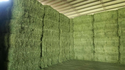 青島進(jìn)口苜蓿草清關(guān)流程？苜蓿草進(jìn)口準(zhǔn)入國家