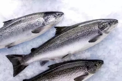 廣州進口挪威三文魚清關(guān)流程_水產(chǎn)品空運報關(guān)費用