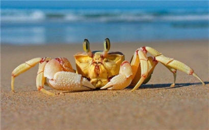 進口鮮活螃蟹報關清關注意事項，不了解的可以看看