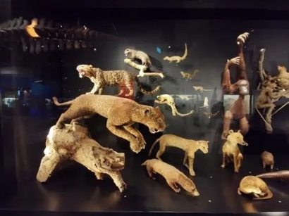 廣州動物標本進口清關(guān)公司帶你了解標本進口