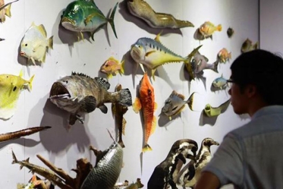 動物標本進口報關(guān)-動物標本是如何進口報關(guān)到國內(nèi)的?