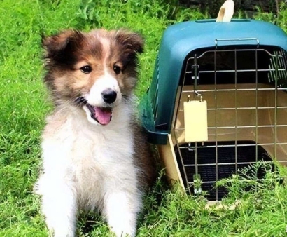 北京機(jī)場寵物進(jìn)口報關(guān)資料_回國寵物訂艙空運(yùn)費(fèi)用