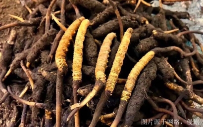 安徽進(jìn)口印度中藥材報(bào)關(guān)流程_印度準(zhǔn)予進(jìn)口藥材種類(lèi)