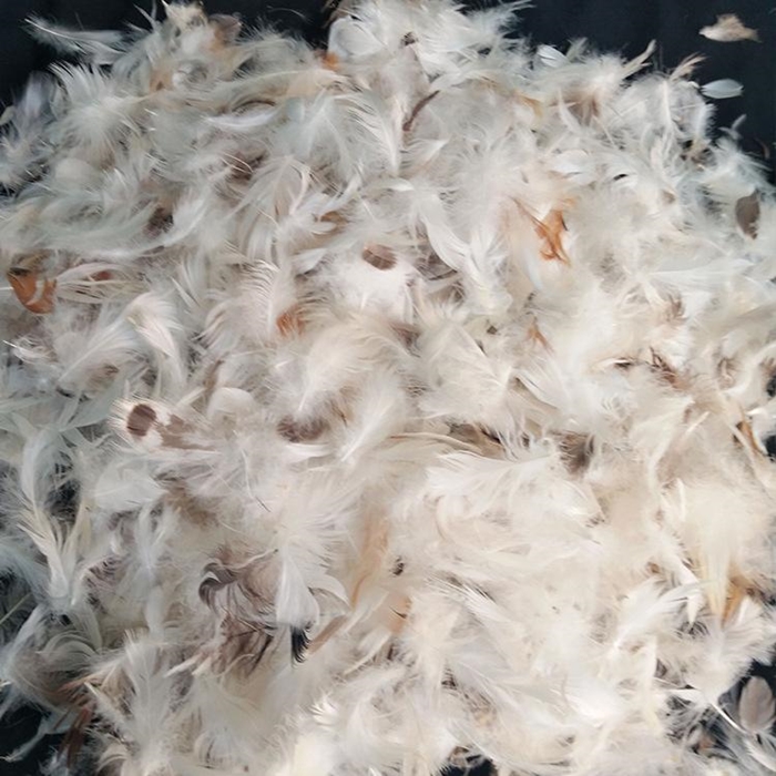 1640769686121567.jpg 鴨毛進(jìn)口報(bào)關(guān)清關(guān)代理_副本.jpg