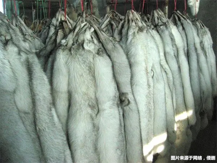 進口加拿大赤狐生態標本報關 進口加拿大赤狐生態標本報關