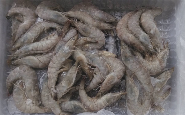 上海進(jìn)口馬來西亞冷凍蝦報(bào)關(guān)所需費(fèi)用有哪些 上海進(jìn)口馬來西亞冷凍蝦報(bào)關(guān)