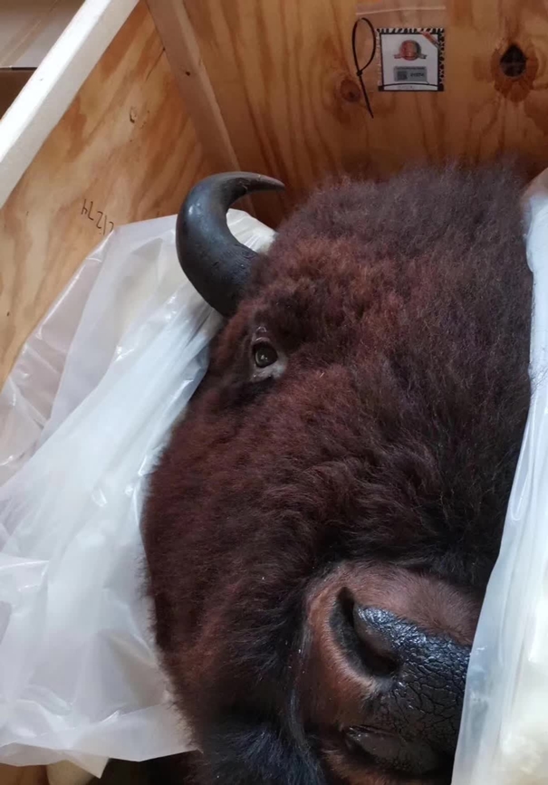 1637836499547225.jpg 動物標本進口清關公司_副本.jpg